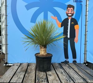 Palma - Yucca rostrata - wysokość pnia 20-30 cm