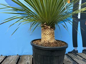 Palma - Yucca rostrata - wysokość pnia 20-30 cm