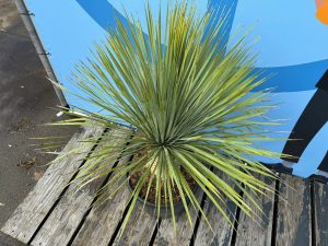 Palma - Yucca rostrata - wysokość pnia 20-30 cm