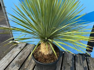 Palma - Yucca rostrata - wysokość pnia 20-30 cm