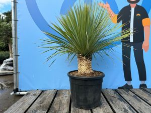Palma - Yucca rostrata - wysokość pnia 20-30 cm