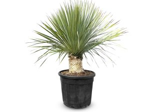 Palma - Yucca rostrata - wysokość pnia 20-30 cm
