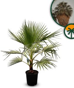 Palma - Washingtonia robusta - 140 cm