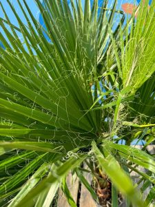 Palma - Washingtonia robusta - 140 cm