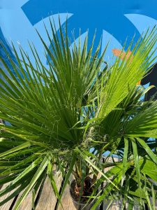 Palma - Washingtonia robusta - 140 cm