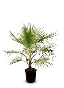 Palma - Washingtonia robusta - 140 cm