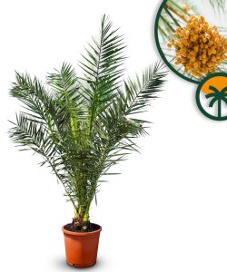 Palma - Phoenix canariensis - 160 cm