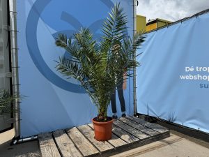Palma - Phoenix canariensis - 160 cm