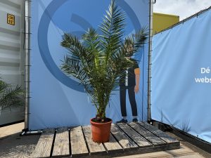 Palma - Phoenix canariensis - 160 cm
