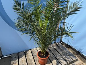 Palma - Phoenix canariensis - 160 cm