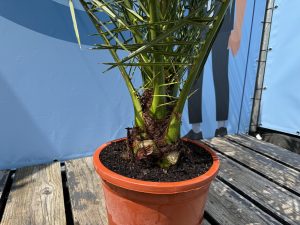 Palma - Phoenix canariensis - 160 cm