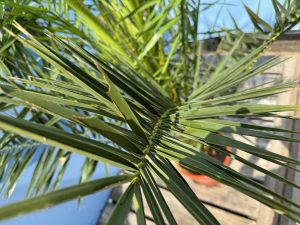 Palma - Phoenix canariensis - 160 cm