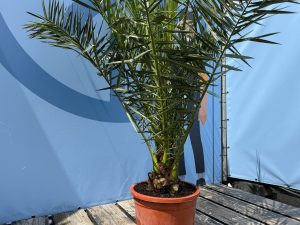 Palma - Phoenix canariensis - 160 cm