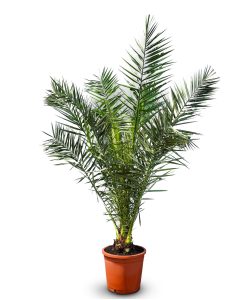 Palma - Phoenix canariensis - 160 cm