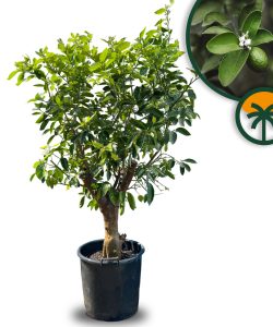 Limoenboom XL - Citrus latifolia - 200 cm