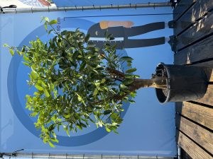 Limoenboom XL - Citrus latifolia - 200 cm