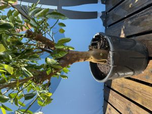 Limoenboom XL - Citrus latifolia - 200 cm