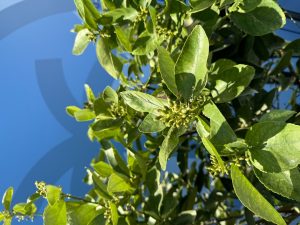 Limoenboom XL - Citrus latifolia - 200 cm