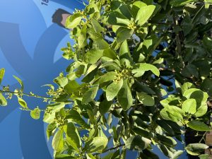 Limoenboom XL - Citrus latifolia - 200 cm