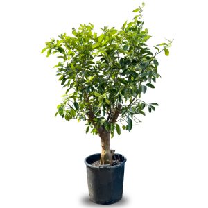 Limoenboom XL - Citrus latifolia - 200 cm