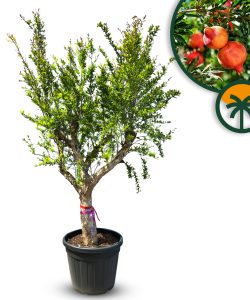 Drzewko granatu XXL - Punica granatum - 220-240 cm