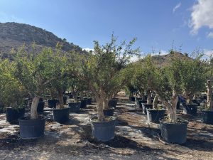 Drzewko granatu XXL - Punica granatum - 220-240 cm