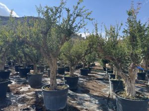 Drzewko granatu XXL - Punica granatum - 220-240 cm