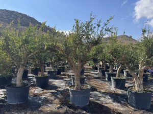 Drzewko granatu XXL - Punica granatum - 220-240 cm