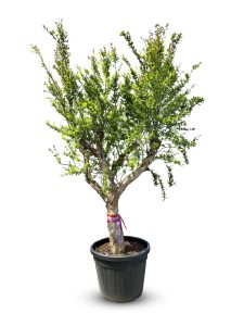 Drzewko granatu XXL - Punica granatum - 220-240 cm
