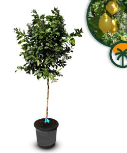 Cytryna - Citrus limon - 160 cm