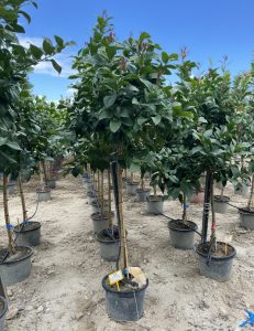 Cytryna - Citrus limon - 160 cm