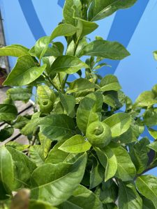 Cytryna - Citrus limon - 160 cm