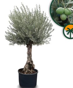 Drzewo oliwne - Olea europaea - Bonsai - 240 cm - 80 lat