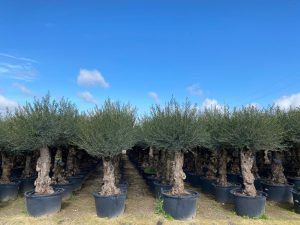 Drzewo oliwne - Olea europaea - Bonsai - 240 cm - 80 lat
