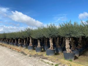 Drzewo oliwne - Olea europaea - Bonsai - 240 cm - 80 lat