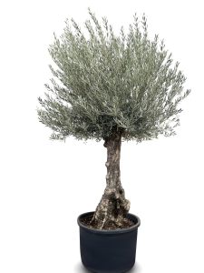 Drzewo oliwne - Olea europaea - Bonsai - 240 cm - 80 lat