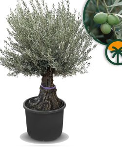 Drzewo oliwne - Olea europaea - Bonsai - 100 lat - 240 cm