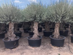 Drzewo oliwne - Olea europaea - Bonsai - 100 lat - 240 cm