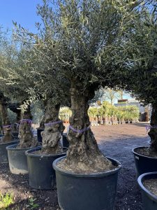 Drzewo oliwne - Olea europaea - Bonsai - 100 lat - 240 cm
