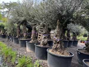 Drzewo oliwne - Olea europaea - Bonsai - 100 lat - 240 cm