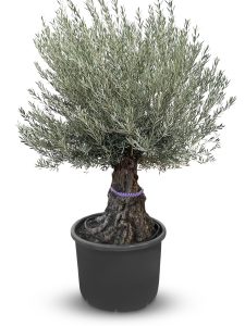 Drzewo oliwne - Olea europaea - Bonsai - 100 lat - 240 cm