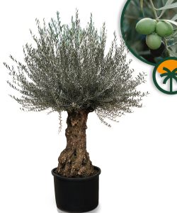 Drzewo oliwne - Olea europaea - Bonsai - drzewo 120-letnie - 240 cm