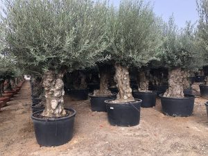 Drzewo oliwne - Olea europaea - Bonsai - drzewo 120-letnie - 240 cm