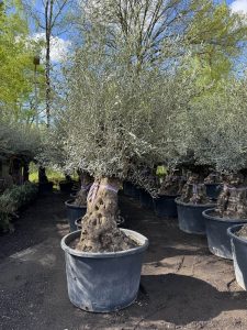 Drzewo oliwne - Olea europaea - Bonsai - drzewo 120-letnie - 240 cm