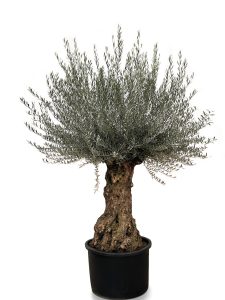 Drzewo oliwne - Olea europaea - Bonsai - drzewo 120-letnie - 240 cm