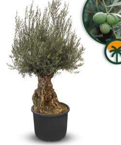 Drzewo oliwne - Olea europaea - Bonsai - 140 lat - 240 cm
