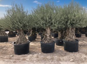 Drzewo oliwne - Olea europaea - Bonsai - 140 lat - 240 cm