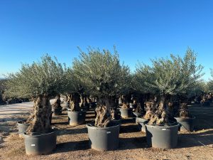 Drzewo oliwne - Olea europaea - Bonsai - 140 lat - 240 cm