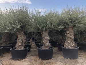 Drzewo oliwne - Olea europaea - Bonsai - 140 lat - 240 cm