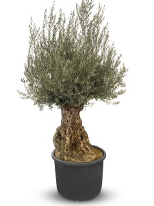 Drzewo oliwne - Olea europaea - Bonsai - 140 lat - 240 cm